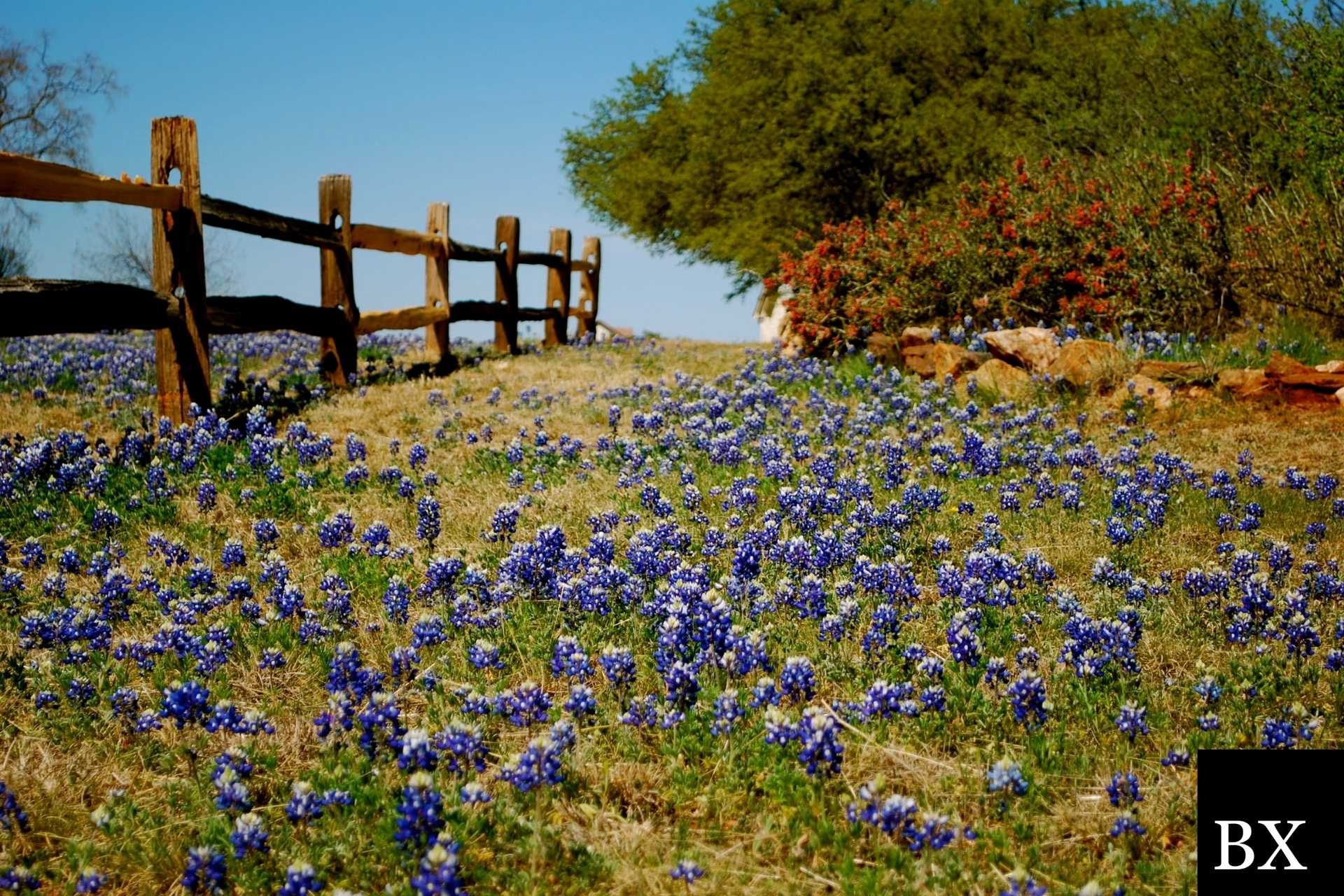 Texas Debt Management Services Bond