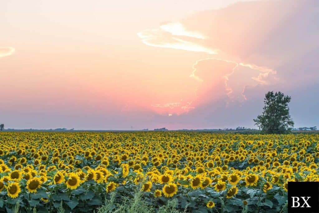 South Dakota Discount Medical Plan Bond